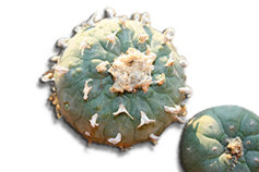 peyote cactus